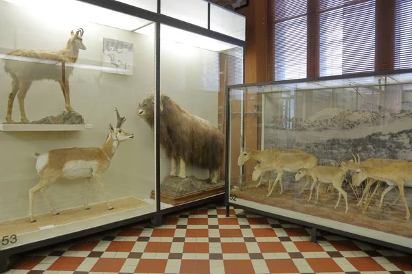 Museo Zoológico lleva el nombre de Lomonosov. Moscú, Rusia —  Fotos de Stock