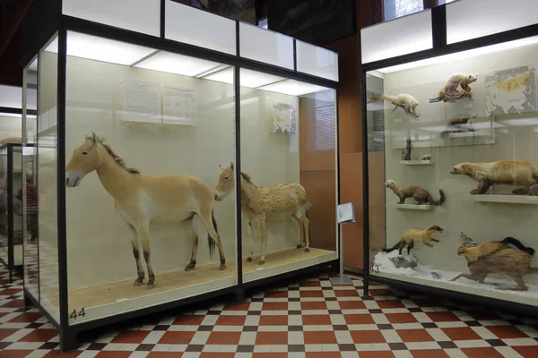 Zoölogisch Museum vernoemd naar Lomonosov. Moskou, Rusland — Stockfoto