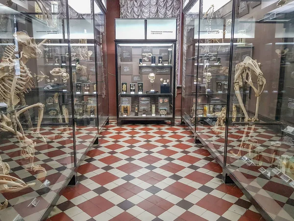 Museo Zoológico lleva el nombre de Lomonosov. Moscú, Rusia —  Fotos de Stock