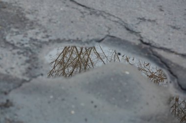 Kaldırımda bir ağacın yansıması olan su birikintisi.