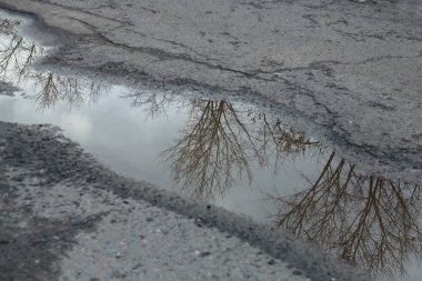 Kaldırımda bir ağacın yansıması olan su birikintisi.