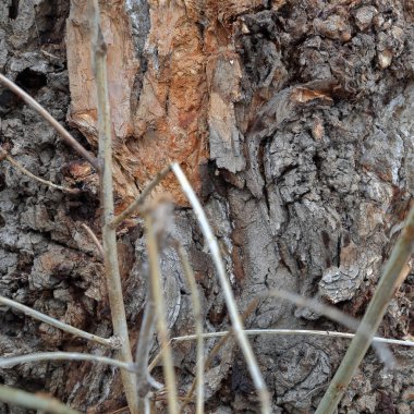 Ağaç kabuğunun dokusu
