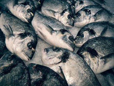 Mağaza rafında buz ile taze yakalanmış balık