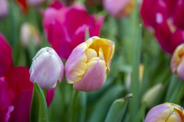 Seradaki bir kış çiçeğinin ışıltısı