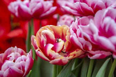 Seradaki bir kış çiçeğinin ışıltısı