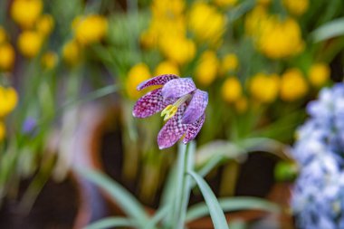 Seradaki bir kış çiçeğinin ışıltısı