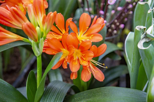 La flor brillante de la flor invernal en el invernadero — Foto de Stock