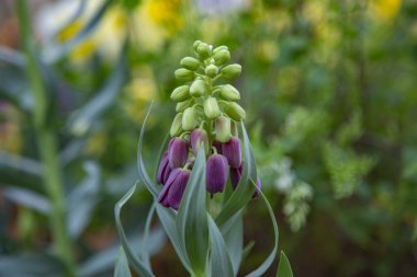 Seradaki bir kış çiçeğinin ışıltısı