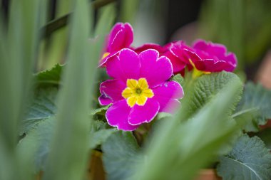 Seradaki bir kış çiçeğinin ışıltısı