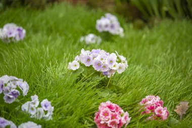 Seradaki bir kış çiçeğinin ışıltısı