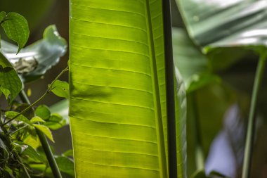 Büyük bir yeşil bitki kalın sulu yaprak