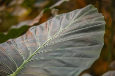 Büyük bir yeşil bitki kalın sulu yaprak