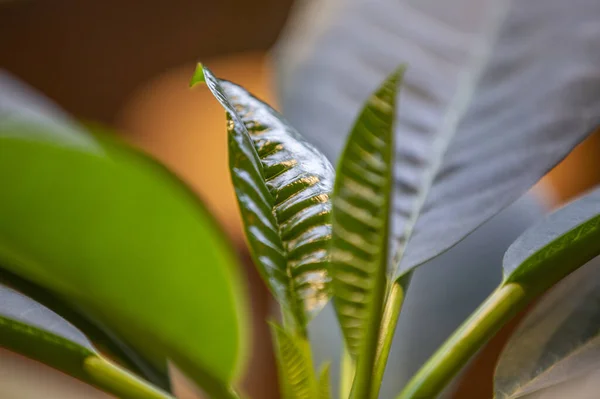 Foglia succosa spessa di una grande pianta verde — Foto Stock