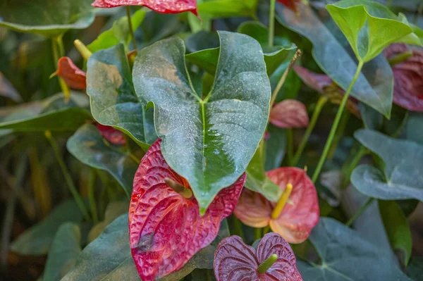 Hoja jugosa gruesa de una planta verde grande —  Fotos de Stock