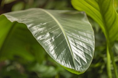 Büyük bir yeşil bitki kalın sulu yaprak