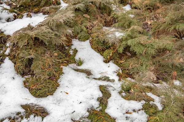 白雪覆盖着一棵常绿的针叶树 — 图库照片