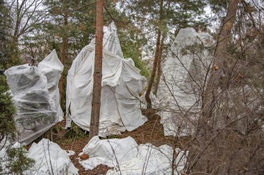 Çevresel etkilere karşı korunmak için koruyucu kumaşla kaplı ağaçlar