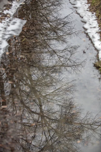 Water Surface Dried Small Stream Reflection Tree — Stock Photo, Image