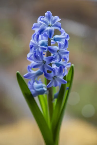 Hyacinth Roxo Família Liliaceae Com Flores Folhas Verdes Fundo Borrado — Fotografia de Stock