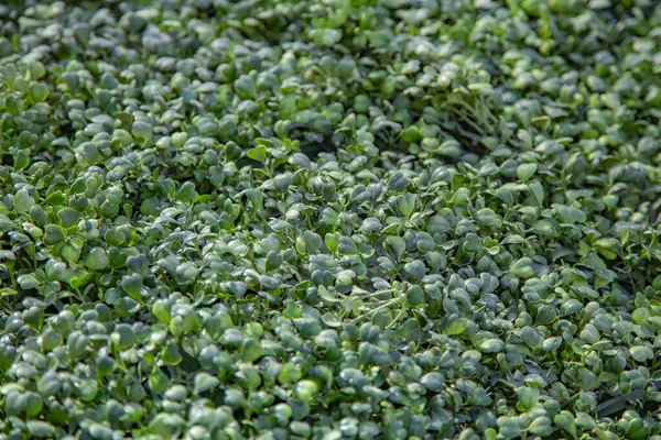 Césped Recortado Con Una Hierba Verde Brillante Exuberante —  Fotos de Stock