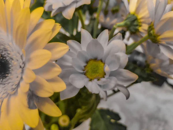 Malerische Blüte Einer Schönen Blume Winter Gewächshaus — Stockfoto