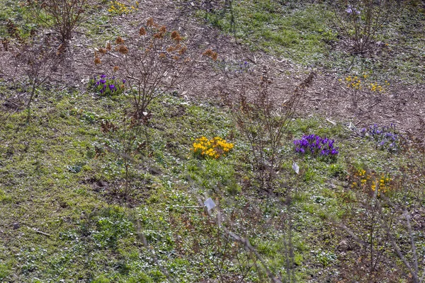 Första Vårblommorna Blommar Stadens Botaniska Trädgård — Stockfoto