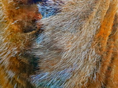 Doğal vizon kürkünden yapılmış kahverengi bir kürkün dokulu yüzeyi.