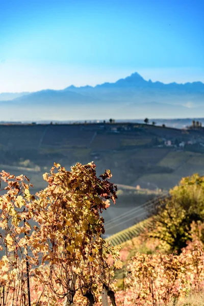 Outono na região de itália do norte chamado langhe com vinho colorido — Fotografia de Stock