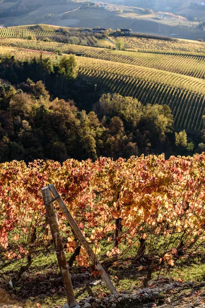 Autunno nella regione del nord Italia chiamato langhe con vino colorato — Foto Stock