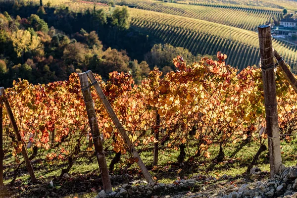 Automne dans la région du nord de l'Italie appelé langhe avec vin coloré — Photo