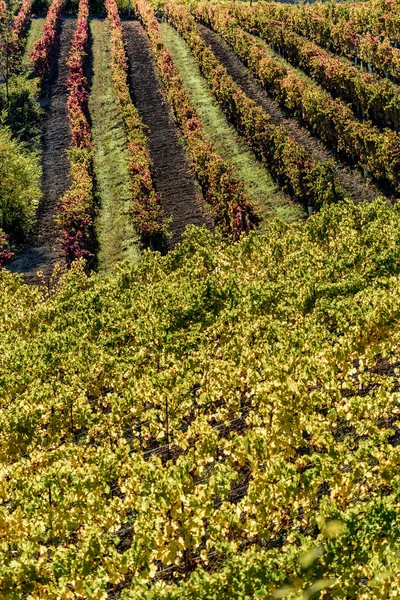 Outono na região de itália do norte chamado langhe com vinho colorido — Fotografia de Stock