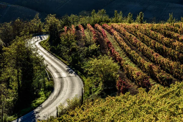 Hösten i norra Italien regionen kallas langhe med färgglada vin — Stockfoto