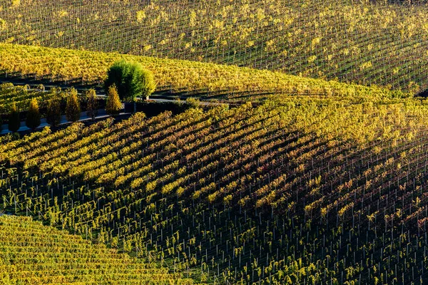 Herfst in de noordelijke regio van Italië genoemd langhe met kleurrijke wijn — Stockfoto