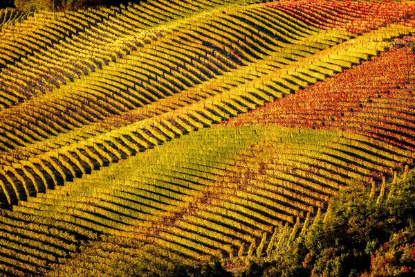 Utsikt över vingårdarna i området Langhe i norra Italien på hösten fu — Stockfoto