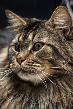 Genç bir maine coon erkek kedi portresi 