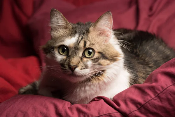 A fiatal európai hím macska a piros kanapén bámuló portréja — Stock Fotó