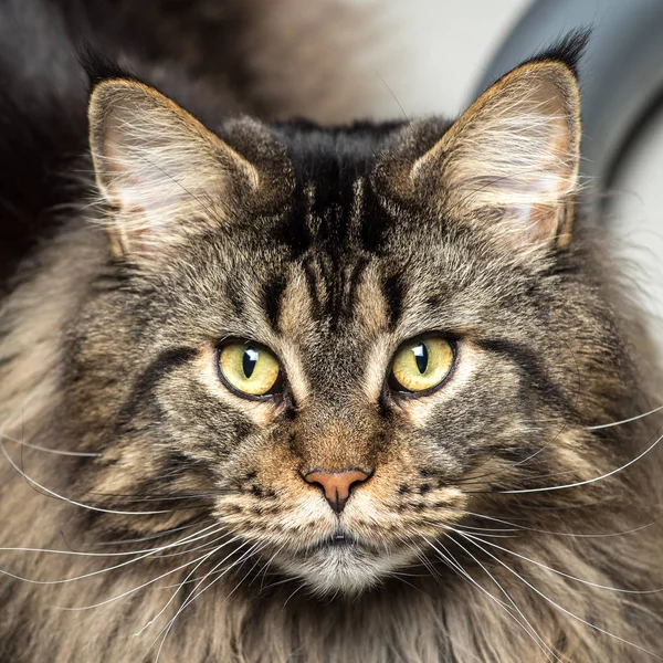Genç bir maine coon erkek kedi portresi 