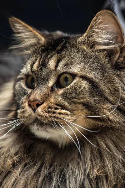 Retrato de um jovem maine casulo macho gato — Fotografia de Stock