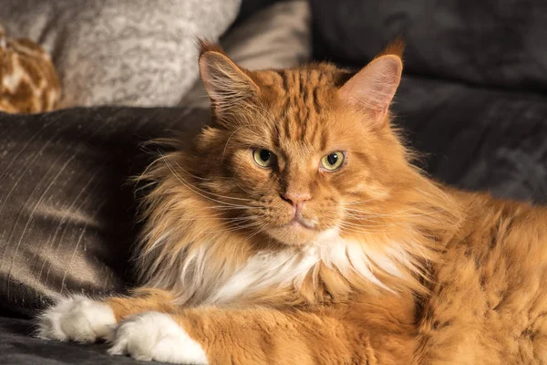 Retrato de um jovem maine casulo macho gato no sofá cinza — Fotografia de Stock