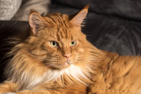 Retrato de um jovem maine casulo macho gato no sofá cinza — Fotografia de Stock