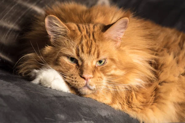 Retrato de um jovem maine casulo macho gato no sofá cinza — Fotografia de Stock