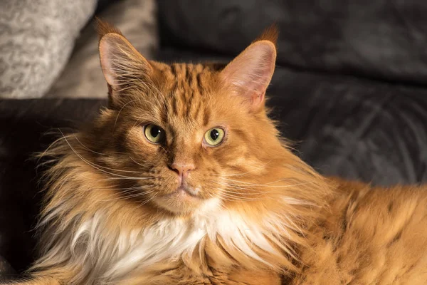 Retrato de um jovem maine casulo macho gato no sofá cinza — Fotografia de Stock