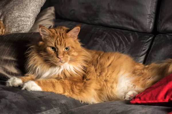 Porträt einer jungen Maine-Coon-Katze auf grauem Sofa — Stockfoto