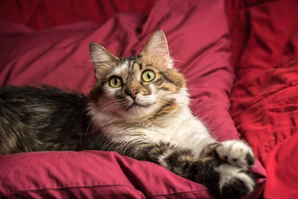 Porträt einer jungen europäischen Katze auf rotem Sofa, die starrt — Stockfoto