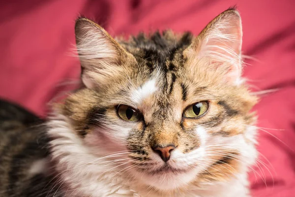 Porträt einer jungen europäischen Katze auf rotem Sofa, die starrt — Stockfoto