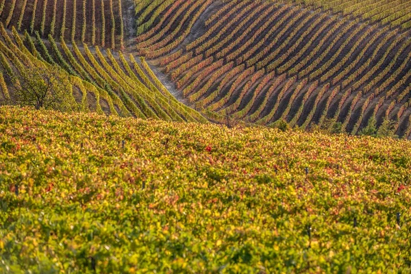 Vignobles dans la région de langhe du nord de l'Italie en automne avec plein — Photo