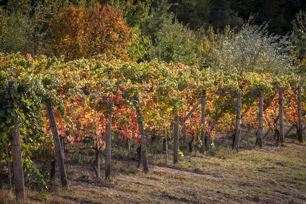 Vingårdarna i langhe-regionen i norra Italien i höst med full — Stockfoto