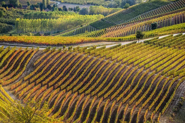 Viñedos en la región de Langhe del norte de Italia en otoño con lleno —  Fotos de Stock