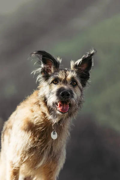 Retrato de um cão engraçado em uma coleira em um fundo da natureza . — Fotografia de Stock
