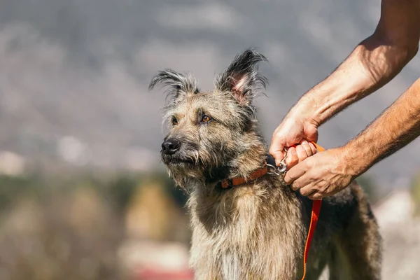Krásný legrační pes v obojku a s vodítkem na přírodu. Mužské ruce připoutejte její zámek. — Stock fotografie